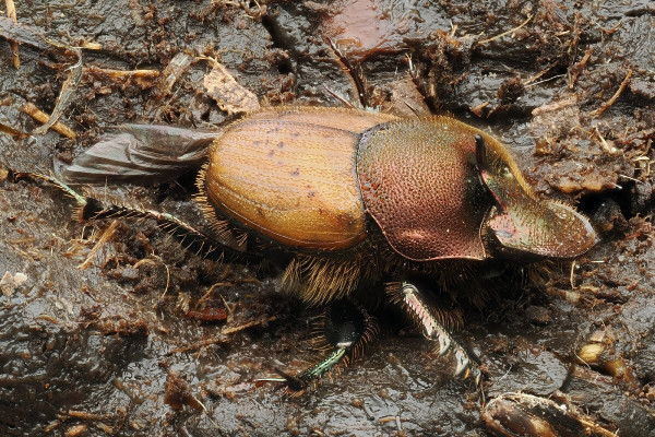 Onthophagus coenobita