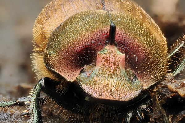 Onthophagus coenobita