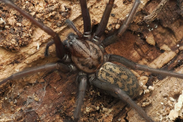 Eratigena atrica