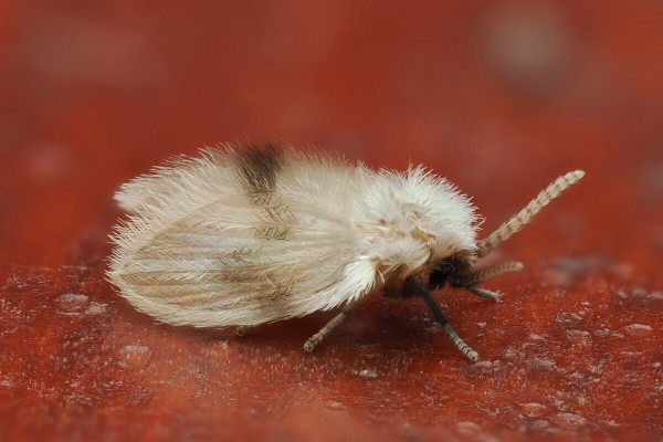 Psychoda sigma