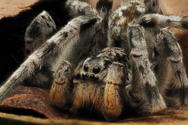 Lycosa singoriensis