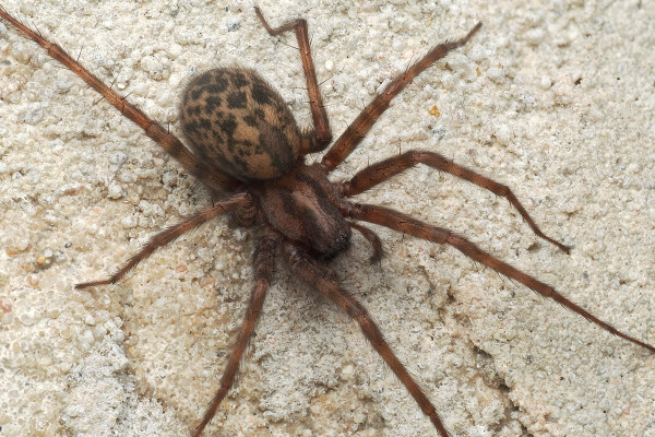Tegenaria domestica