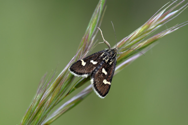 vijačka zanovätníková