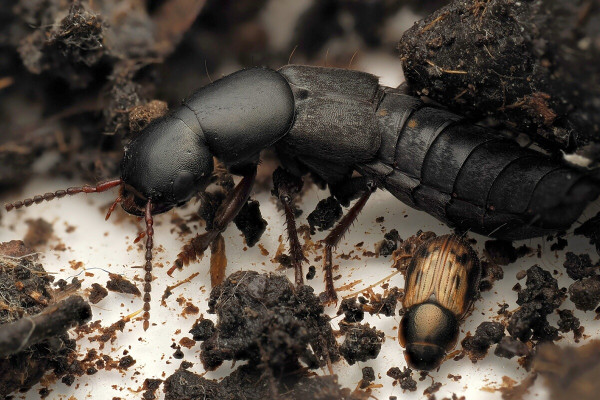 Ocypus olens