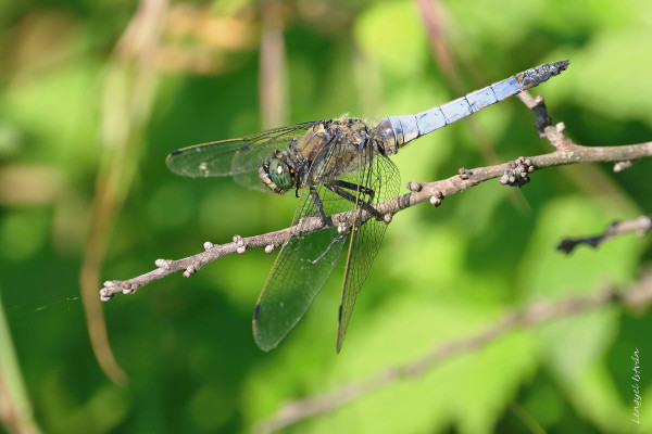 vážka rybničná / vážka černořitná / Black-tailed Skimmer