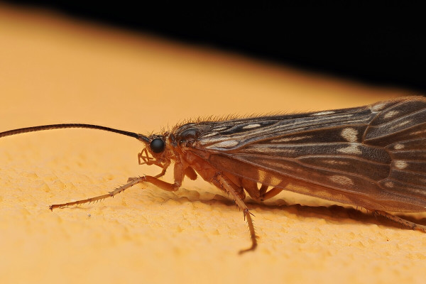 Anabolia nervosa