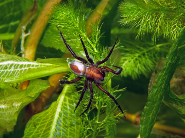 Argyroneta aquatica