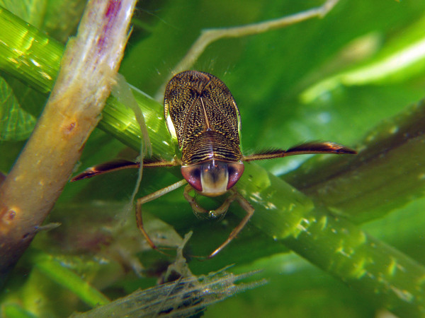 Corixa punctata