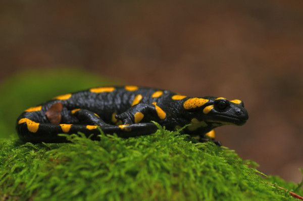 salamandra škvrnitá