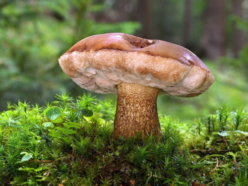 podhríb žlčový / hřib žlučník