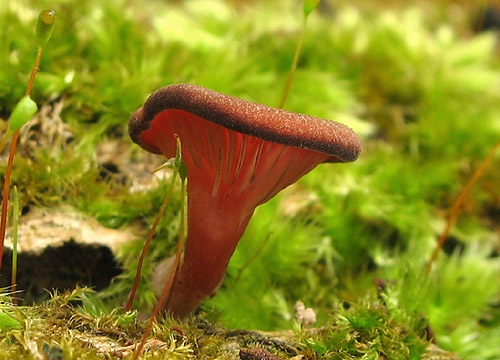 kalichovka fialovoružová / kalichovka lužní