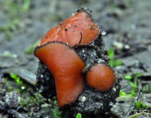 štítovnička čiernochlpatá / kosmatka černoplstnatá