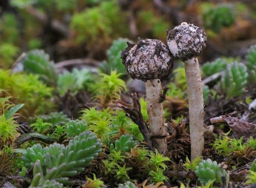 stopkovec zimný / palečka zimní