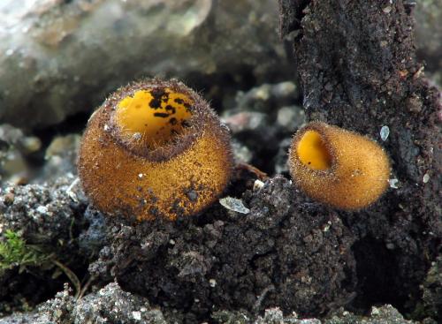 humária / bělokosmatka oranžová