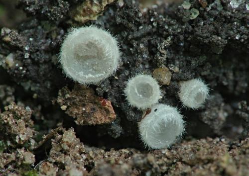 poháročka snehobiela