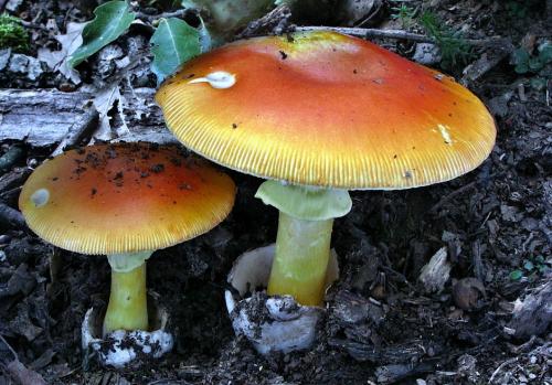 muchotrávka cisárska / muchomůrka císařka