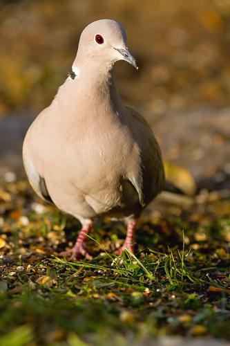 hrdlička záhradná