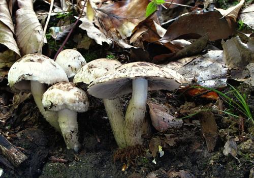 drobuľka vláknitošupinkatá