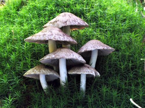 drobuľka vláknitošupinkatá