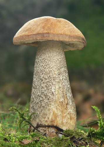 kozák brezový / kozák březový