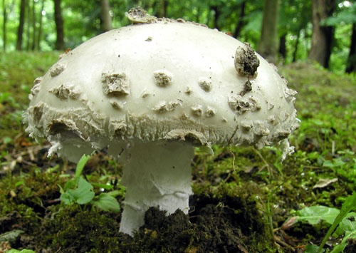 muchotrávka šiškovitá / muchomůrka šiškovitá