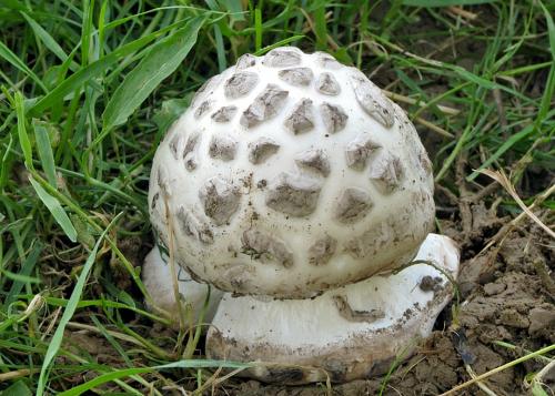 muchotrávka šiškovitá / muchomůrka šiškovitá