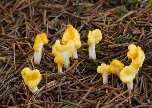 lopatička žltkastá / lopatička kyjovitá