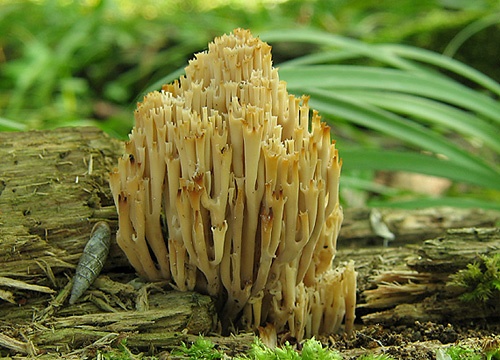 korunovec svietnikovitý / korunokyjka svícnovitá