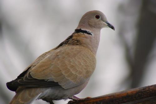 hrdlička záhradná