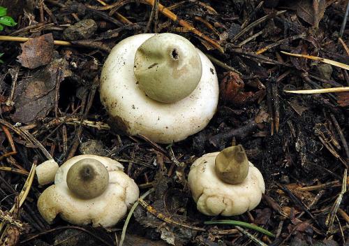 hviezdovka strapkatá / hvězdovka brvitá