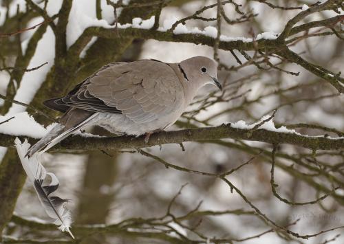 hrdlička záhradná
