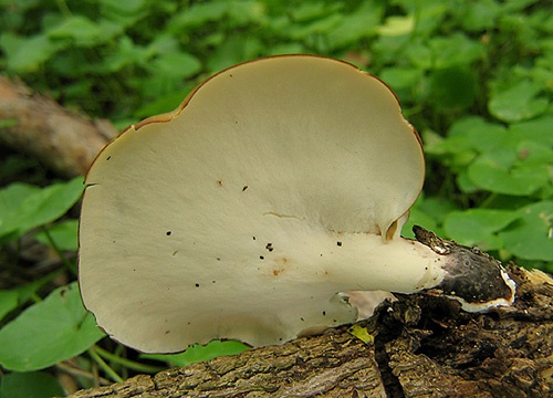 trúdnik tmavohlúbikový / choroš smolonohý