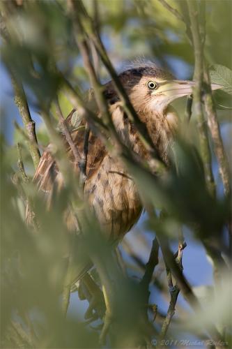 bučiačik obyčajný