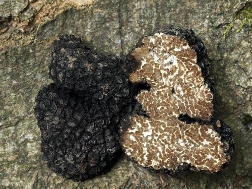 hľuzovka letná / lanýž letní