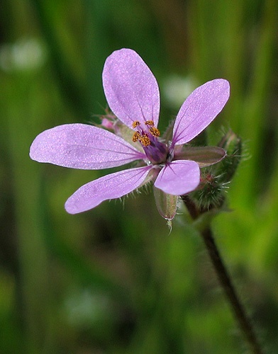 bocianik rozpukovitý