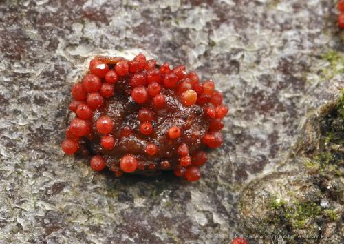 hlivka šarlátová / rážovka šarlatová