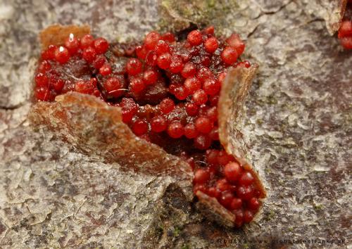 hlivka šarlátová / rážovka šarlatová