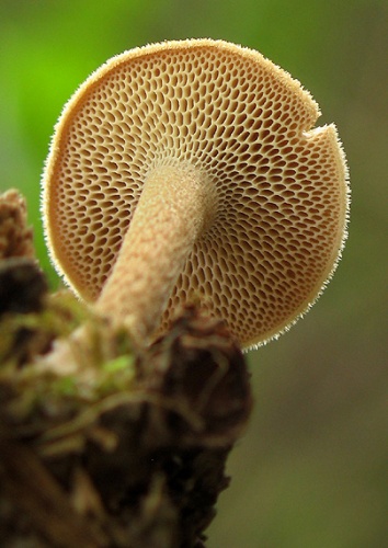 trúdnik plástovitý / choroš plástvový