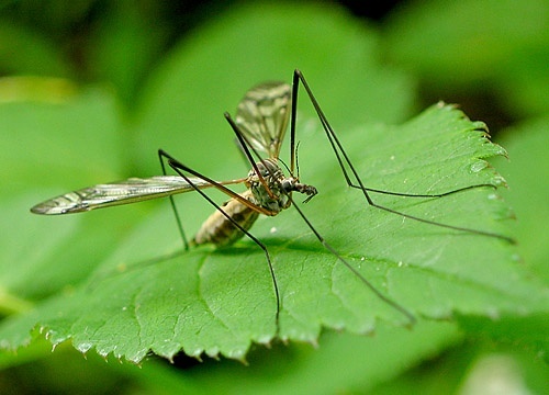 tipuľa