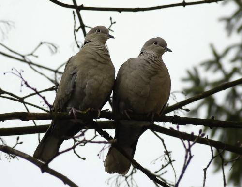 hrdlička záhradná