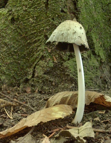 Hnojník uťatovýtrusný