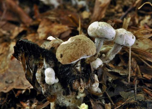 príživnica prášnicovitá / rovetka pýchavkovitá