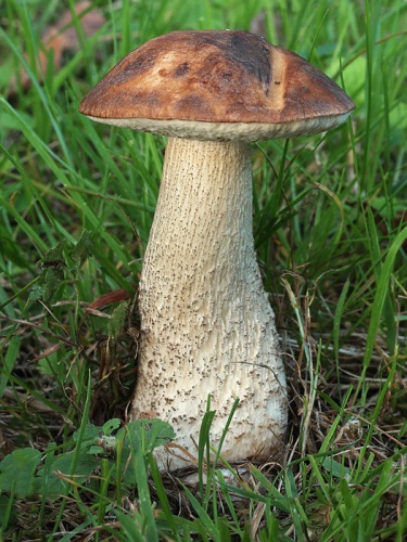 kozák brezový / kozák březový
