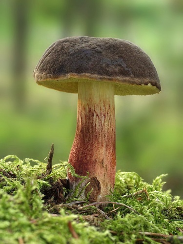 suchohríb žltomäsový / hřib žlutomasý