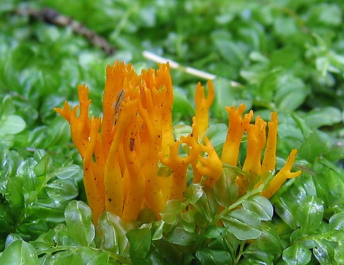 parôžkovec lepkavý / krásnorůžek lepkavý