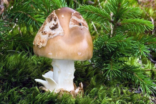 muchotrávka plavohnedá / muchomůrka plavá