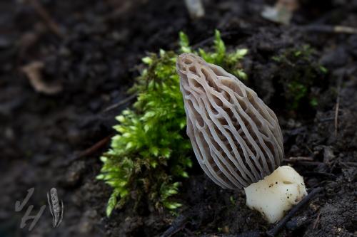 smrčok kužeľovitý / smrž kuželovitý