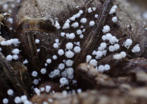 lachnetka biela / chlupáček bělostný