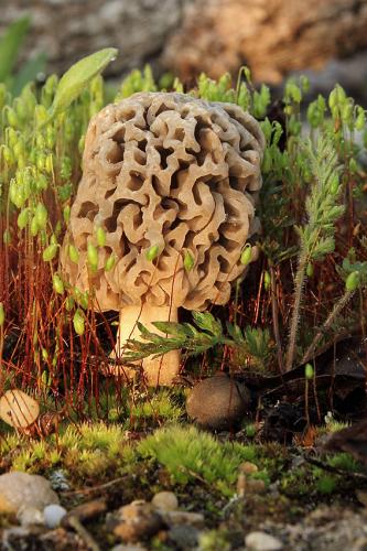 smrčok obyčajný / smrž jedlý