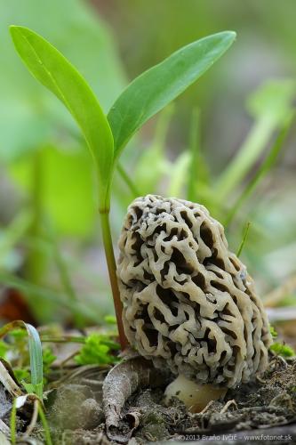 smrčok obyčajný / smrž jedlý